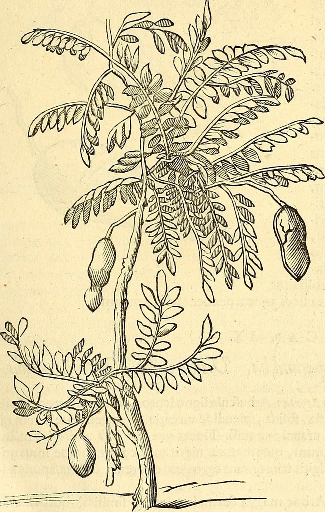An illustration from Historia naturalis Brasiliae : auspicio et beneficio illustriss. I. Mauriti Com. Nassau illius provinciae et maris summi praefecti adornata : in qua non tantum plantae et animalia, sed et indigenarum morbi, ingenia et mores describuntur et iconibus supra quingentas illustrantur, 1648, leaf 256