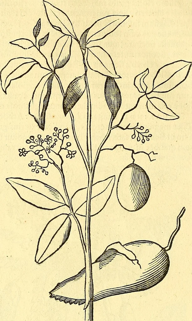 An illustration from Historia naturalis Brasiliae : auspicio et beneficio illustriss. I. Mauriti Com. Nassau illius provinciae et maris summi praefecti adornata : in qua non tantum plantae et animalia, sed et indigenarum morbi, ingenia et mores describuntur et iconibus supra quingentas illustrantur, 1648, leaf 257