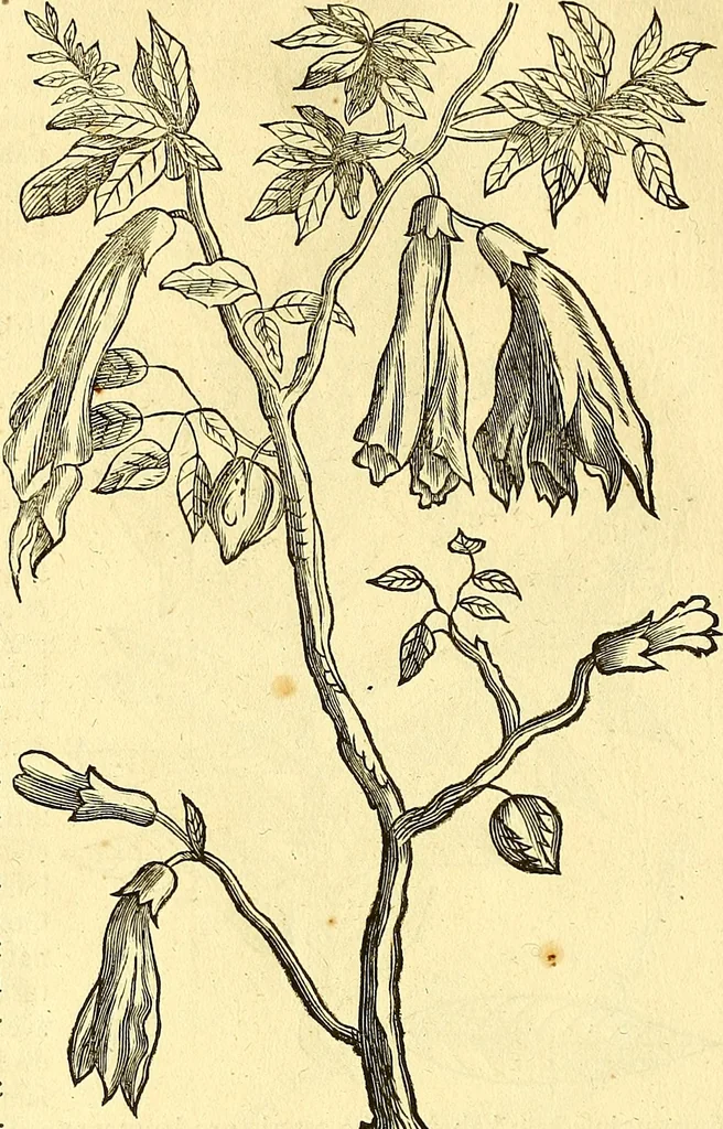 An illustration from Historia naturalis Brasiliae : auspicio et beneficio illustriss. I. Mauriti Com. Nassau illius provinciae et maris summi praefecti adornata : in qua non tantum plantae et animalia, sed et indigenarum morbi, ingenia et mores describuntur et iconibus supra quingentas illustrantur, 1648, leaf 259