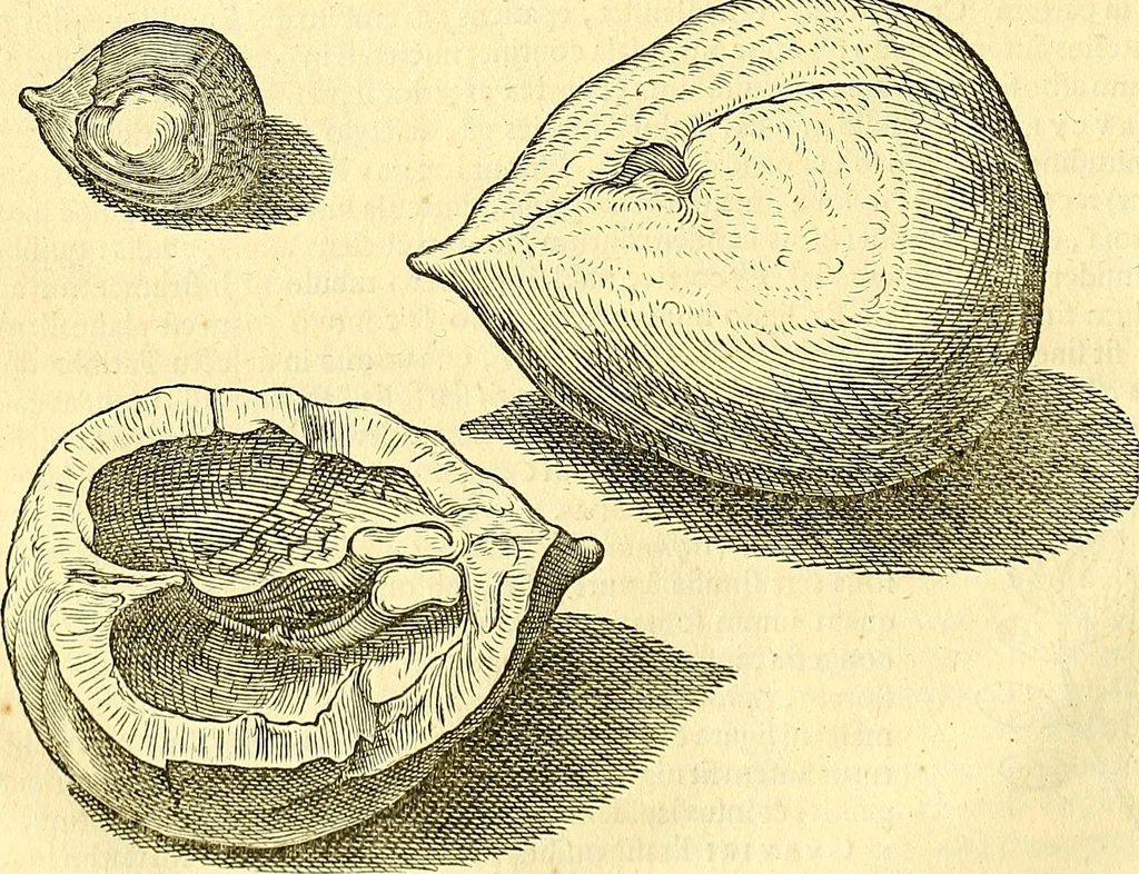 An illustration from Historia naturalis Brasiliae : auspicio et beneficio illustriss. I. Mauriti Com. Nassau illius provinciae et maris summi praefecti adornata : in qua non tantum plantae et animalia, sed et indigenarum morbi, ingenia et mores describuntur et iconibus supra quingentas illustrantur, 1648, leaf 259