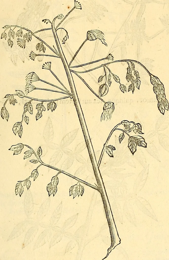 An illustration from Historia naturalis Brasiliae : auspicio et beneficio illustriss. I. Mauriti Com. Nassau illius provinciae et maris summi praefecti adornata : in qua non tantum plantae et animalia, sed et indigenarum morbi, ingenia et mores describuntur et iconibus supra quingentas illustrantur, 1648, leaf 260