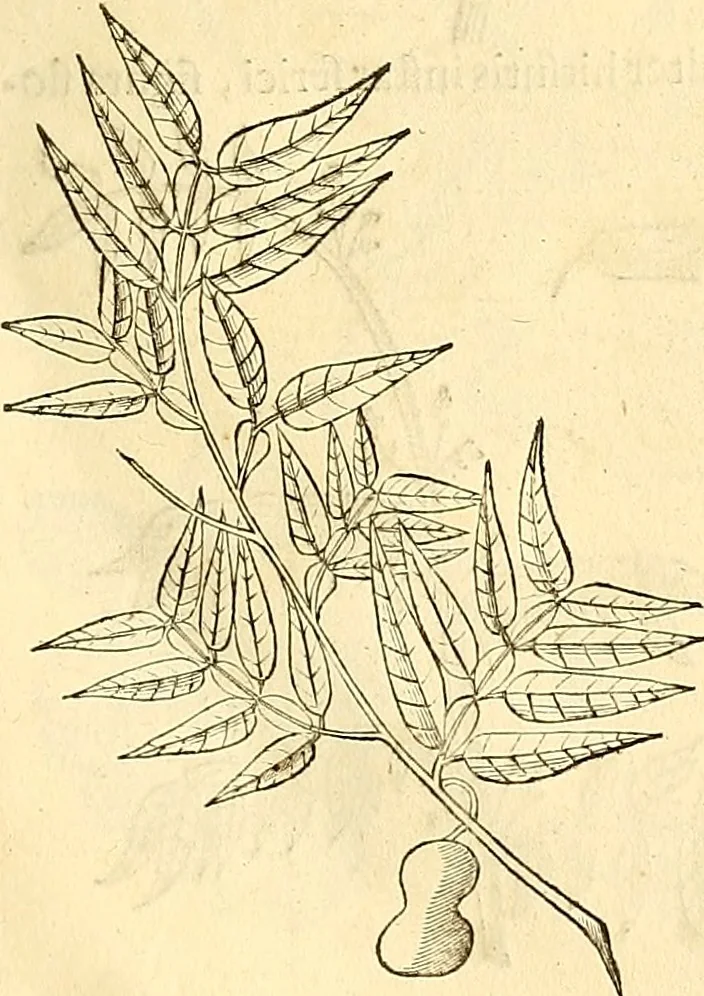 An illustration from Historia naturalis Brasiliae : auspicio et beneficio illustriss. I. Mauriti Com. Nassau illius provinciae et maris summi praefecti adornata : in qua non tantum plantae et animalia, sed et indigenarum morbi, ingenia et mores describuntur et iconibus supra quingentas illustrantur, 1648, leaf 260