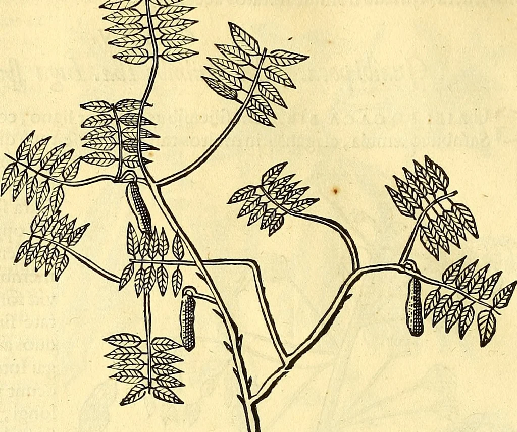 An illustration from Historia naturalis Brasiliae : auspicio et beneficio illustriss. I. Mauriti Com. Nassau illius provinciae et maris summi praefecti adornata : in qua non tantum plantae et animalia, sed et indigenarum morbi, ingenia et mores describuntur et iconibus supra quingentas illustrantur, 1648, leaf 261