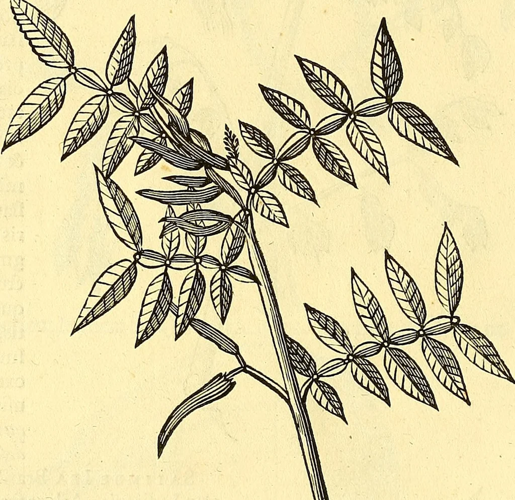 An illustration from Historia naturalis Brasiliae : auspicio et beneficio illustriss. I. Mauriti Com. Nassau illius provinciae et maris summi praefecti adornata : in qua non tantum plantae et animalia, sed et indigenarum morbi, ingenia et mores describuntur et iconibus supra quingentas illustrantur, 1648, leaf 261