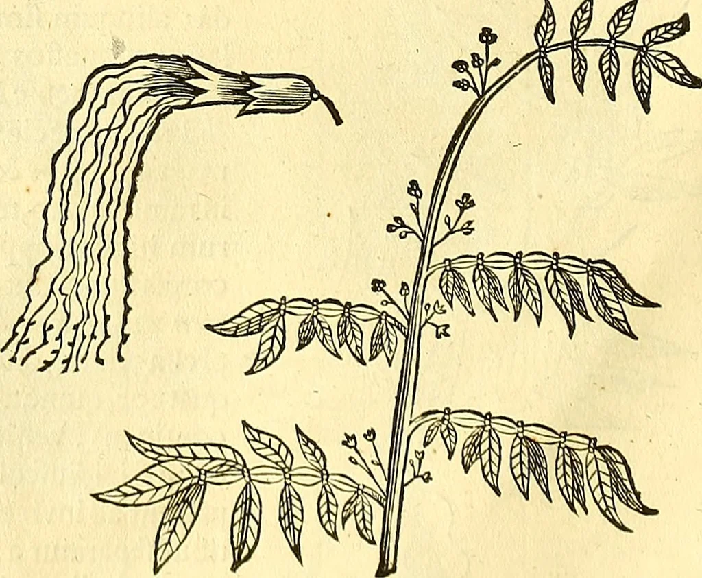 An illustration from Historia naturalis Brasiliae : auspicio et beneficio illustriss. I. Mauriti Com. Nassau illius provinciae et maris summi praefecti adornata : in qua non tantum plantae et animalia, sed et indigenarum morbi, ingenia et mores describuntur et iconibus supra quingentas illustrantur, 1648, leaf 261