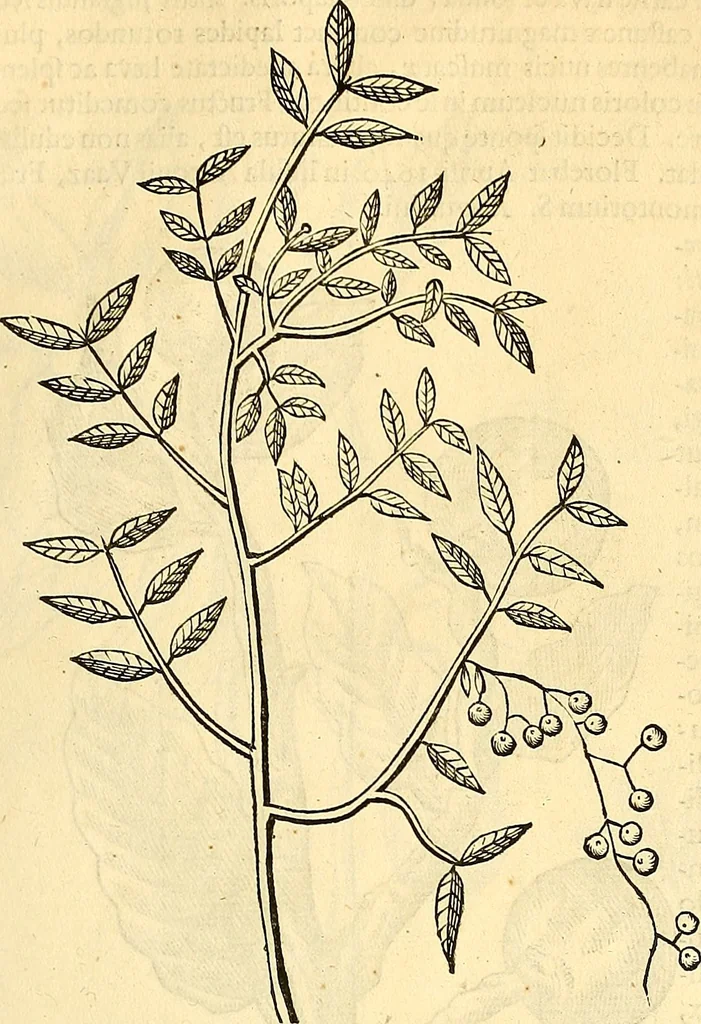 An illustration from Historia naturalis Brasiliae : auspicio et beneficio illustriss. I. Mauriti Com. Nassau illius provinciae et maris summi praefecti adornata : in qua non tantum plantae et animalia, sed et indigenarum morbi, ingenia et mores describuntur et iconibus supra quingentas illustrantur, 1648, leaf 262