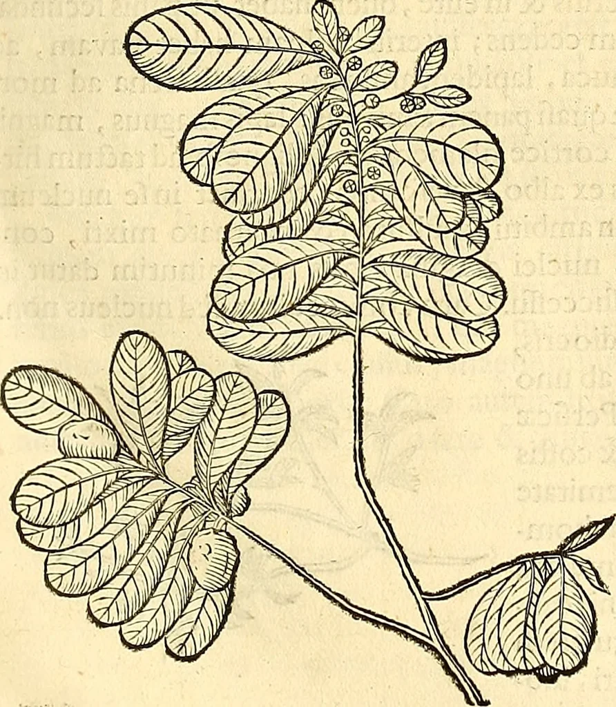 An illustration from Historia naturalis Brasiliae : auspicio et beneficio illustriss. I. Mauriti Com. Nassau illius provinciae et maris summi praefecti adornata : in qua non tantum plantae et animalia, sed et indigenarum morbi, ingenia et mores describuntur et iconibus supra quingentas illustrantur, 1648, leaf 262