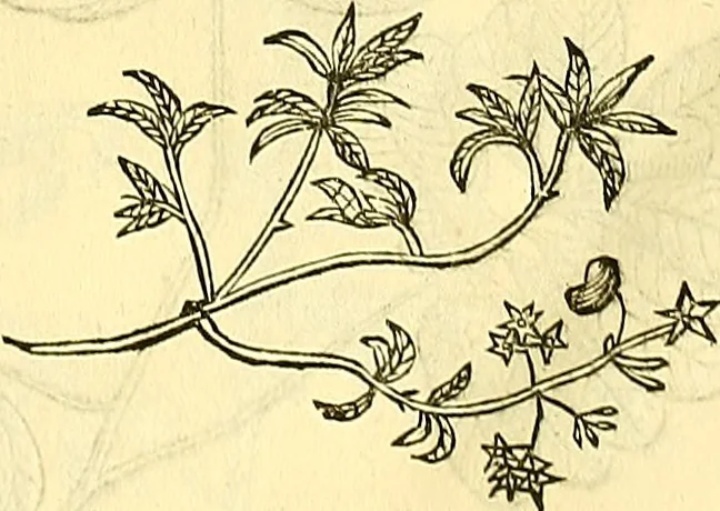 An illustration from Historia naturalis Brasiliae : auspicio et beneficio illustriss. I. Mauriti Com. Nassau illius provinciae et maris summi praefecti adornata : in qua non tantum plantae et animalia, sed et indigenarum morbi, ingenia et mores describuntur et iconibus supra quingentas illustrantur, 1648, leaf 263