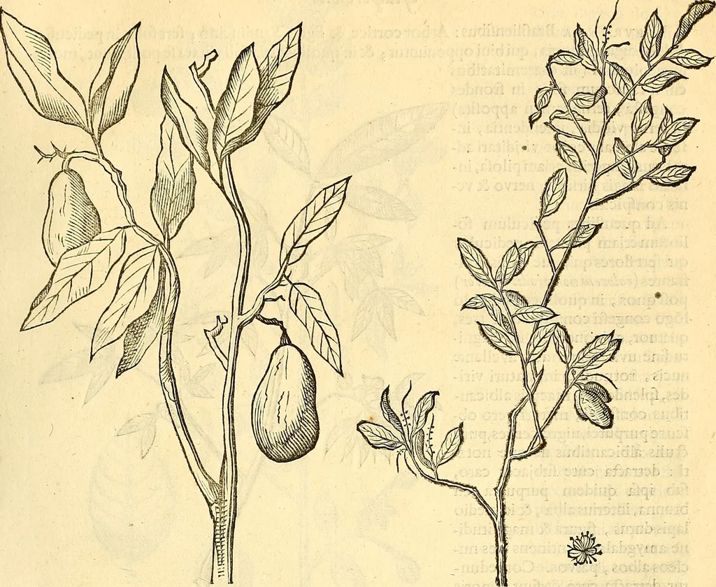 An illustration from Historia naturalis Brasiliae : auspicio et beneficio illustriss. I. Mauriti Com. Nassau illius provinciae et maris summi praefecti adornata : in qua non tantum plantae et animalia, sed et indigenarum morbi, ingenia et mores describuntur et iconibus supra quingentas illustrantur, 1648, leaf 264