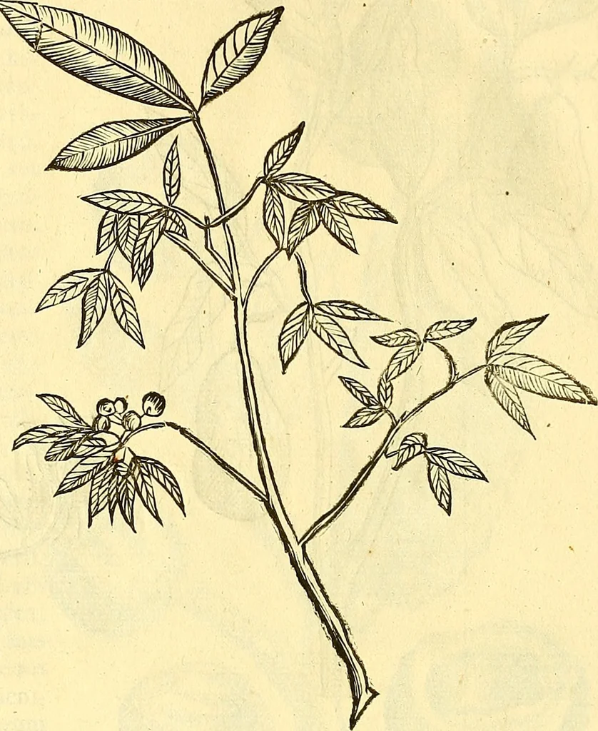 An illustration from Historia naturalis Brasiliae : auspicio et beneficio illustriss. I. Mauriti Com. Nassau illius provinciae et maris summi praefecti adornata : in qua non tantum plantae et animalia, sed et indigenarum morbi, ingenia et mores describuntur et iconibus supra quingentas illustrantur, 1648, leaf 265