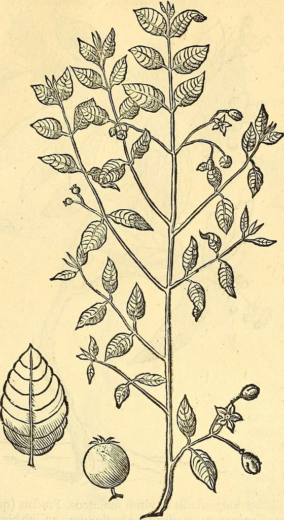 An illustration from Historia naturalis Brasiliae : auspicio et beneficio illustriss. I. Mauriti Com. Nassau illius provinciae et maris summi praefecti adornata : in qua non tantum plantae et animalia, sed et indigenarum morbi, ingenia et mores describuntur et iconibus supra quingentas illustrantur, 1648, leaf 266