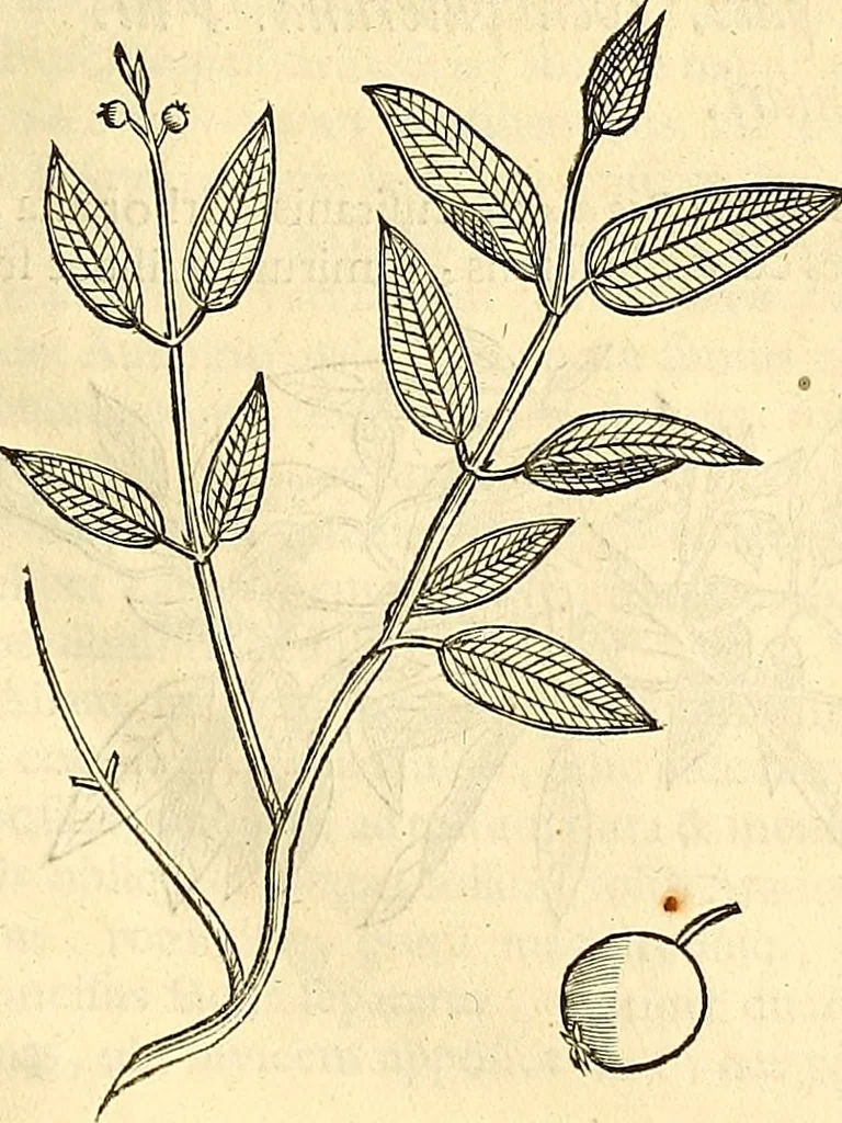 An illustration from Historia naturalis Brasiliae : auspicio et beneficio illustriss. I. Mauriti Com. Nassau illius provinciae et maris summi praefecti adornata : in qua non tantum plantae et animalia, sed et indigenarum morbi, ingenia et mores describuntur et iconibus supra quingentas illustrantur, 1648, leaf 266