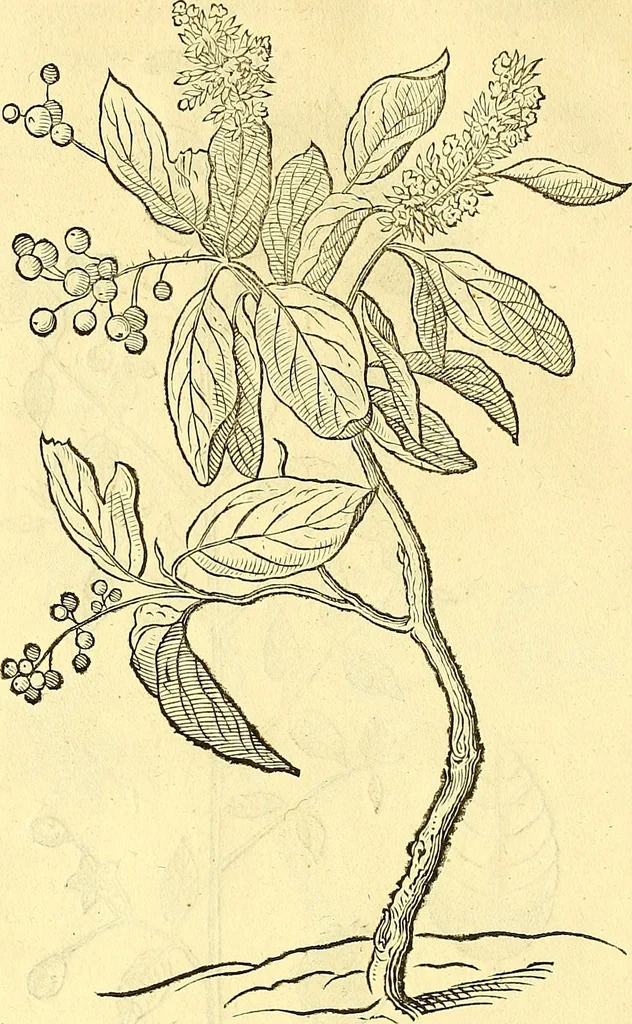 An illustration from Historia naturalis Brasiliae : auspicio et beneficio illustriss. I. Mauriti Com. Nassau illius provinciae et maris summi praefecti adornata : in qua non tantum plantae et animalia, sed et indigenarum morbi, ingenia et mores describuntur et iconibus supra quingentas illustrantur, 1648, leaf 267