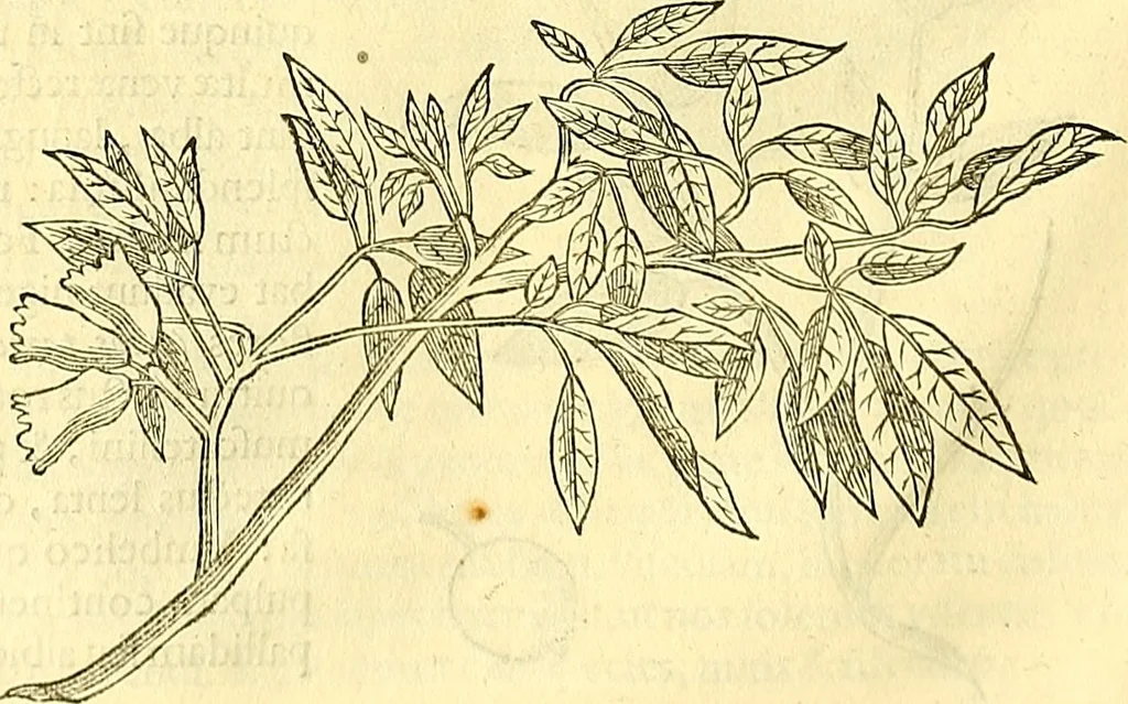 An illustration from Historia naturalis Brasiliae : auspicio et beneficio illustriss. I. Mauriti Com. Nassau illius provinciae et maris summi praefecti adornata : in qua non tantum plantae et animalia, sed et indigenarum morbi, ingenia et mores describuntur et iconibus supra quingentas illustrantur, 1648, leaf 267