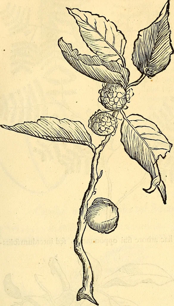 An illustration from Historia naturalis Brasiliae : auspicio et beneficio illustriss. I. Mauriti Com. Nassau illius provinciae et maris summi praefecti adornata : in qua non tantum plantae et animalia, sed et indigenarum morbi, ingenia et mores describuntur et iconibus supra quingentas illustrantur, 1648, leaf 268
