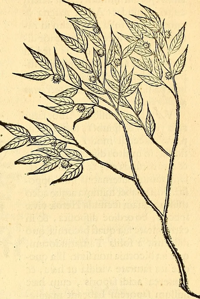 An illustration from Historia naturalis Brasiliae : auspicio et beneficio illustriss. I. Mauriti Com. Nassau illius provinciae et maris summi praefecti adornata : in qua non tantum plantae et animalia, sed et indigenarum morbi, ingenia et mores describuntur et iconibus supra quingentas illustrantur, 1648, leaf 268