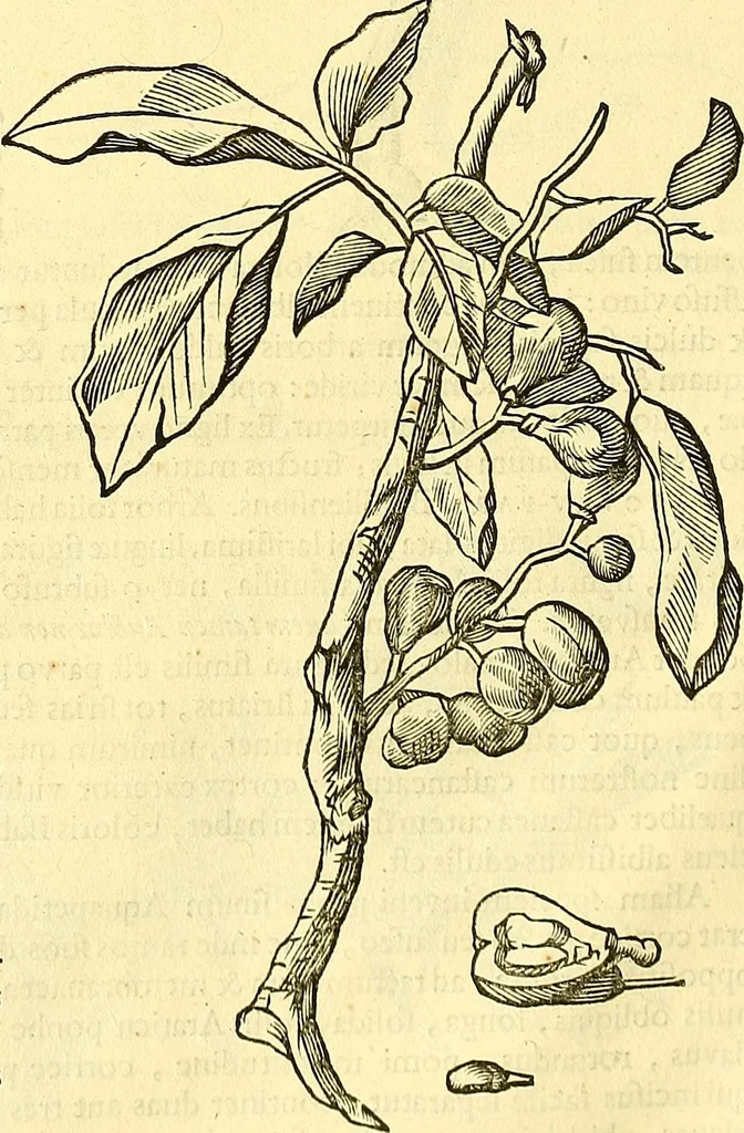 An illustration from Historia naturalis Brasiliae : auspicio et beneficio illustriss. I. Mauriti Com. Nassau illius provinciae et maris summi praefecti adornata : in qua non tantum plantae et animalia, sed et indigenarum morbi, ingenia et mores describuntur et iconibus supra quingentas illustrantur, 1648, leaf 269