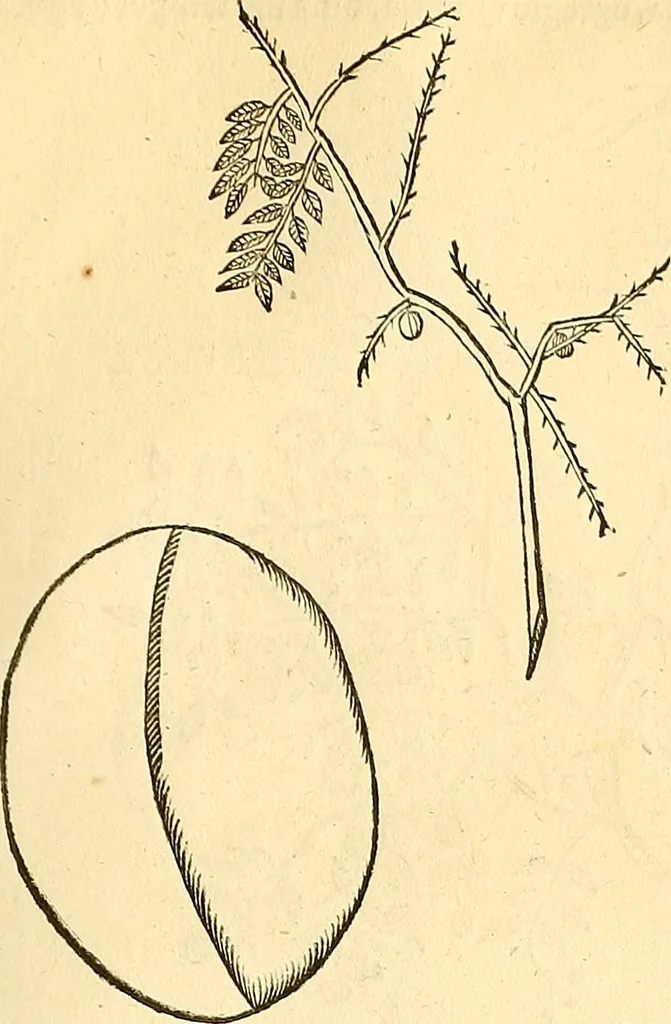 An illustration from Historia naturalis Brasiliae : auspicio et beneficio illustriss. I. Mauriti Com. Nassau illius provinciae et maris summi praefecti adornata : in qua non tantum plantae et animalia, sed et indigenarum morbi, ingenia et mores describuntur et iconibus supra quingentas illustrantur, 1648, leaf 270
