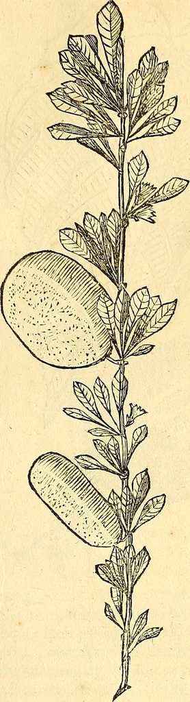 An illustration from Historia naturalis Brasiliae : auspicio et beneficio illustriss. I. Mauriti Com. Nassau illius provinciae et maris summi praefecti adornata : in qua non tantum plantae et animalia, sed et indigenarum morbi, ingenia et mores describuntur et iconibus supra quingentas illustrantur, 1648, leaf 272