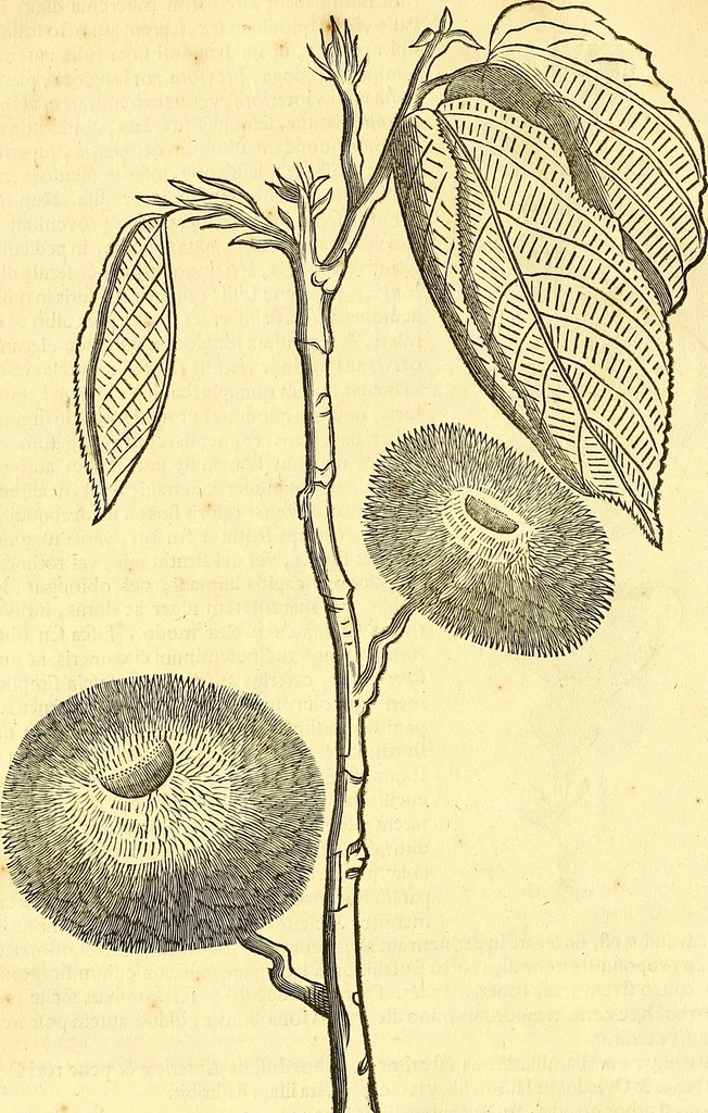 An illustration from Historia naturalis Brasiliae : auspicio et beneficio illustriss. I. Mauriti Com. Nassau illius provinciae et maris summi praefecti adornata : in qua non tantum plantae et animalia, sed et indigenarum morbi, ingenia et mores describuntur et iconibus supra quingentas illustrantur, 1648, leaf 273
