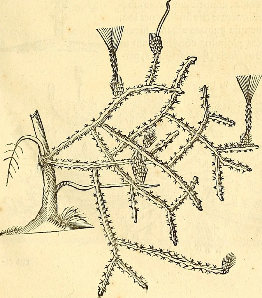 An illustration from Historia naturalis Brasiliae : auspicio et beneficio illustriss. I. Mauriti Com. Nassau illius provinciae et maris summi praefecti adornata : in qua non tantum plantae et animalia, sed et indigenarum morbi, ingenia et mores describuntur et iconibus supra quingentas illustrantur, 1648, leaf 274
