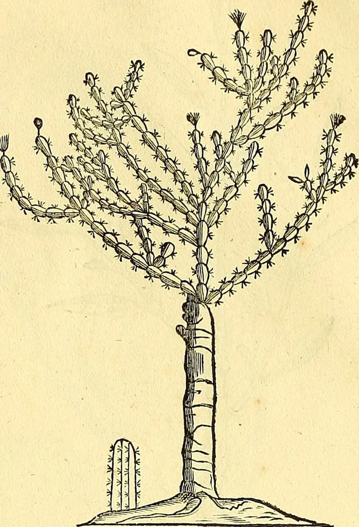An illustration from Historia naturalis Brasiliae : auspicio et beneficio illustriss. I. Mauriti Com. Nassau illius provinciae et maris summi praefecti adornata : in qua non tantum plantae et animalia, sed et indigenarum morbi, ingenia et mores describuntur et iconibus supra quingentas illustrantur, 1648, leaf 275