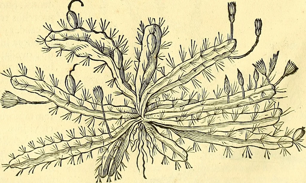 An illustration from Historia naturalis Brasiliae : auspicio et beneficio illustriss. I. Mauriti Com. Nassau illius provinciae et maris summi praefecti adornata : in qua non tantum plantae et animalia, sed et indigenarum morbi, ingenia et mores describuntur et iconibus supra quingentas illustrantur, 1648, leaf 275