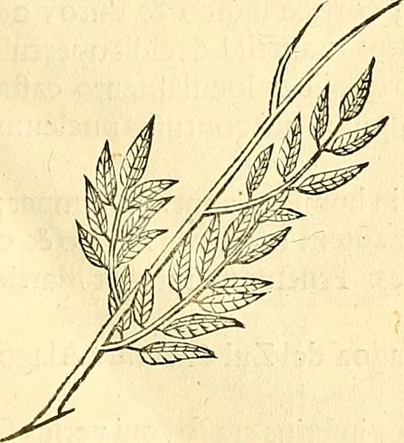 An illustration from Historia naturalis Brasiliae : auspicio et beneficio illustriss. I. Mauriti Com. Nassau illius provinciae et maris summi praefecti adornata : in qua non tantum plantae et animalia, sed et indigenarum morbi, ingenia et mores describuntur et iconibus supra quingentas illustrantur, 1648, leaf 276