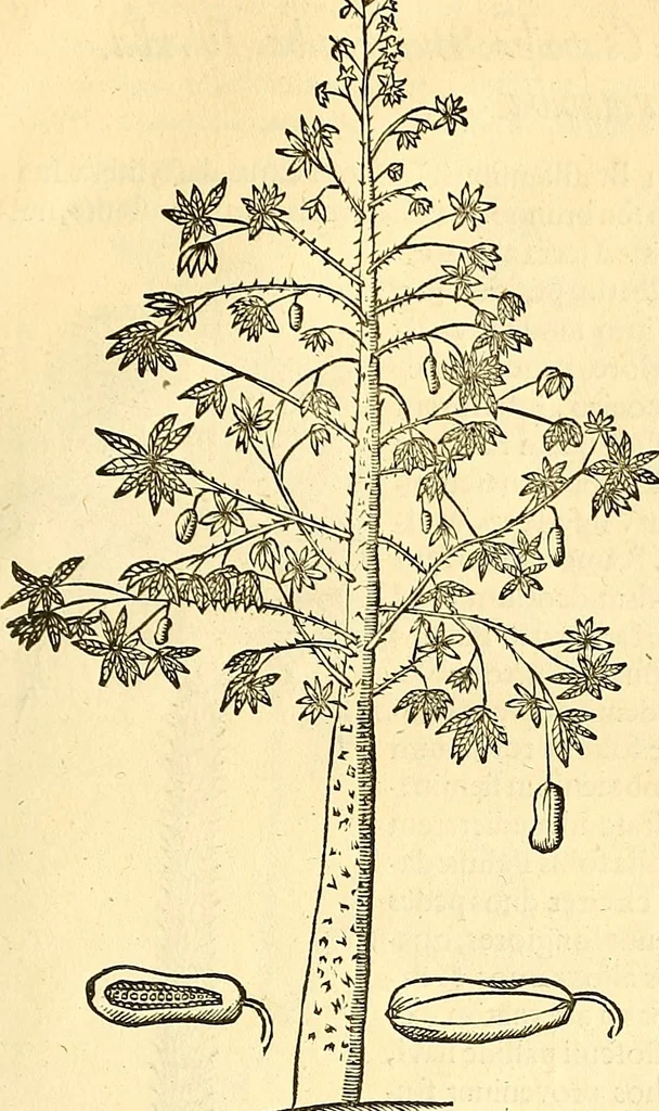 An illustration from Historia naturalis Brasiliae : auspicio et beneficio illustriss. I. Mauriti Com. Nassau illius provinciae et maris summi praefecti adornata : in qua non tantum plantae et animalia, sed et indigenarum morbi, ingenia et mores describuntur et iconibus supra quingentas illustrantur, 1648, leaf 278