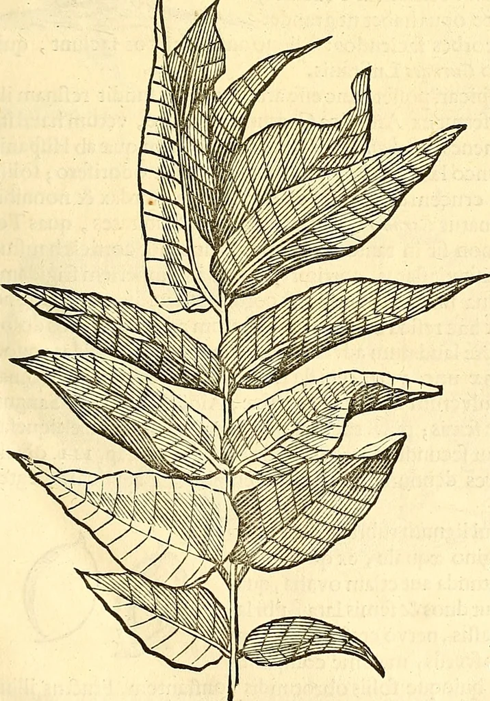An illustration from Historia naturalis Brasiliae : auspicio et beneficio illustriss. I. Mauriti Com. Nassau illius provinciae et maris summi praefecti adornata : in qua non tantum plantae et animalia, sed et indigenarum morbi, ingenia et mores describuntur et iconibus supra quingentas illustrantur, 1648, leaf 278