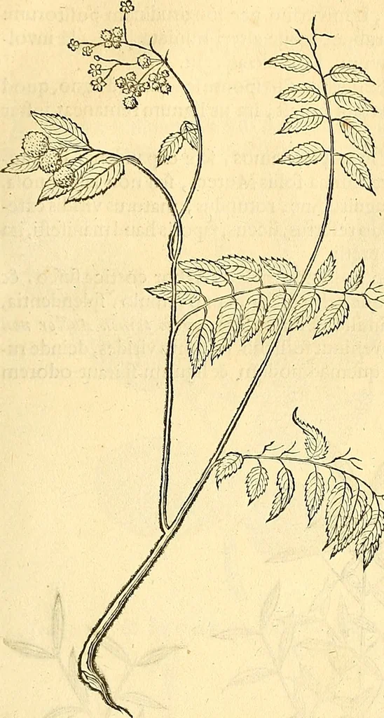 An illustration from Historia naturalis Brasiliae : auspicio et beneficio illustriss. I. Mauriti Com. Nassau illius provinciae et maris summi praefecti adornata : in qua non tantum plantae et animalia, sed et indigenarum morbi, ingenia et mores describuntur et iconibus supra quingentas illustrantur, 1648, leaf 280