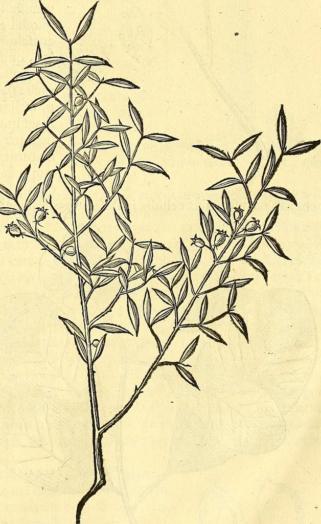 An illustration from Historia naturalis Brasiliae : auspicio et beneficio illustriss. I. Mauriti Com. Nassau illius provinciae et maris summi praefecti adornata : in qua non tantum plantae et animalia, sed et indigenarum morbi, ingenia et mores describuntur et iconibus supra quingentas illustrantur, 1648, leaf 281