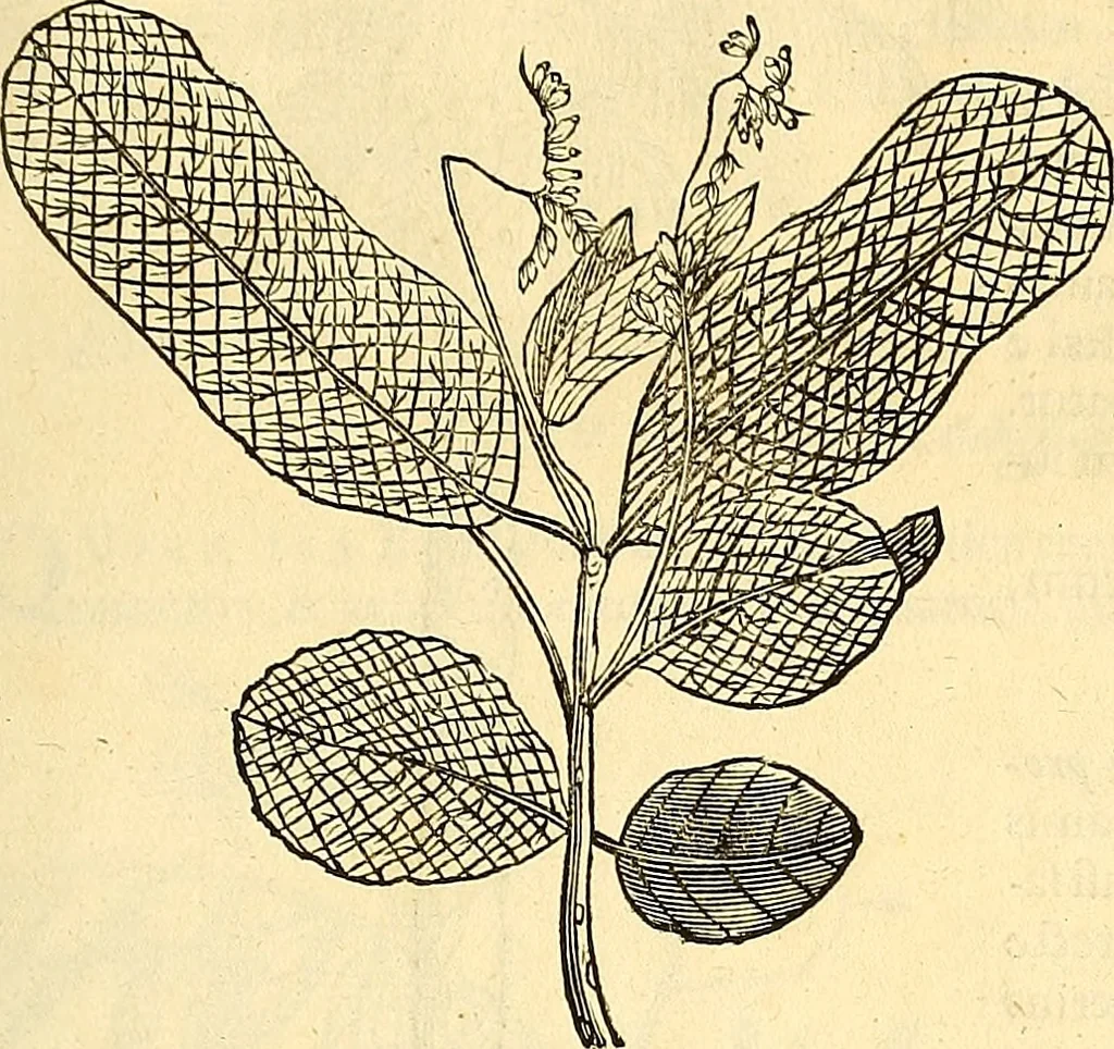 An illustration from Historia naturalis Brasiliae : auspicio et beneficio illustriss. I. Mauriti Com. Nassau illius provinciae et maris summi praefecti adornata : in qua non tantum plantae et animalia, sed et indigenarum morbi, ingenia et mores describuntur et iconibus supra quingentas illustrantur, 1648, leaf 282