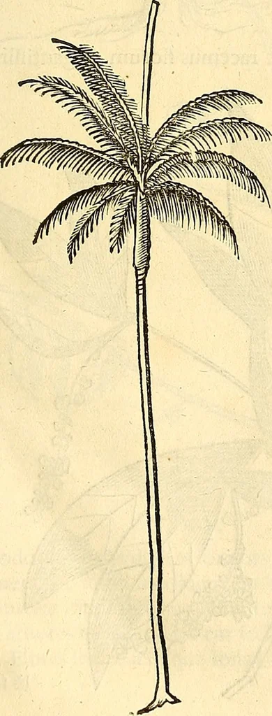 An illustration from Historia naturalis Brasiliae : auspicio et beneficio illustriss. I. Mauriti Com. Nassau illius provinciae et maris summi praefecti adornata : in qua non tantum plantae et animalia, sed et indigenarum morbi, ingenia et mores describuntur et iconibus supra quingentas illustrantur, 1648, leaf 282