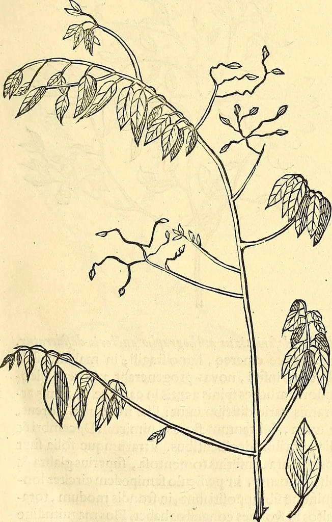 An illustration from Historia naturalis Brasiliae : auspicio et beneficio illustriss. I. Mauriti Com. Nassau illius provinciae et maris summi praefecti adornata : in qua non tantum plantae et animalia, sed et indigenarum morbi, ingenia et mores describuntur et iconibus supra quingentas illustrantur, 1648, leaf 284