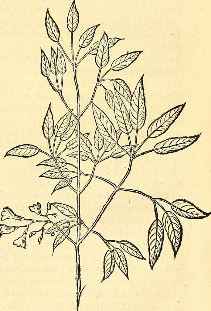 An illustration from Historia naturalis Brasiliae : auspicio et beneficio illustriss. I. Mauriti Com. Nassau illius provinciae et maris summi praefecti adornata : in qua non tantum plantae et animalia, sed et indigenarum morbi, ingenia et mores describuntur et iconibus supra quingentas illustrantur, 1648, leaf 284