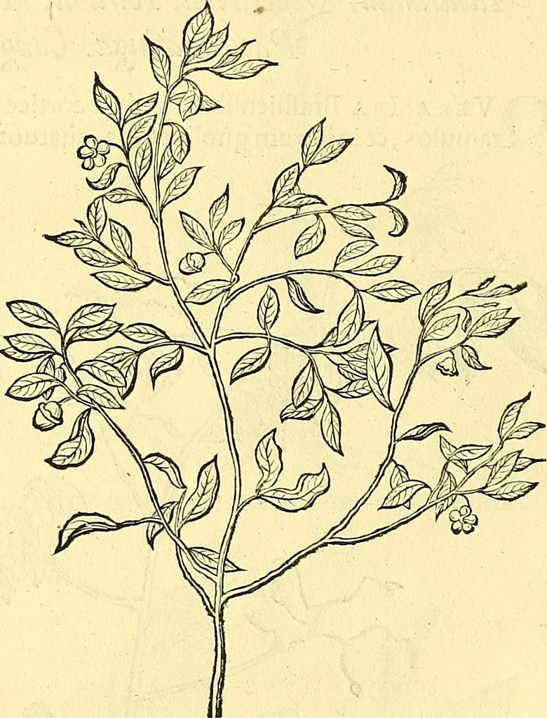 An illustration from Historia naturalis Brasiliae : auspicio et beneficio illustriss. I. Mauriti Com. Nassau illius provinciae et maris summi praefecti adornata : in qua non tantum plantae et animalia, sed et indigenarum morbi, ingenia et mores describuntur et iconibus supra quingentas illustrantur, 1648, leaf 285