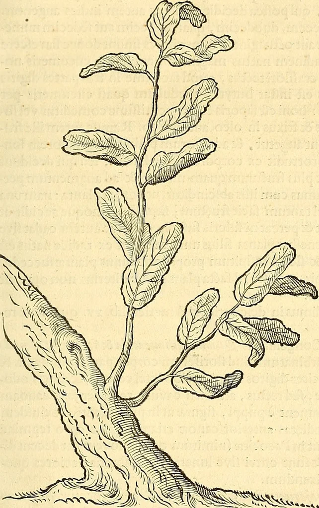 An illustration from Historia naturalis Brasiliae : auspicio et beneficio illustriss. I. Mauriti Com. Nassau illius provinciae et maris summi praefecti adornata : in qua non tantum plantae et animalia, sed et indigenarum morbi, ingenia et mores describuntur et iconibus supra quingentas illustrantur, 1648, leaf 286