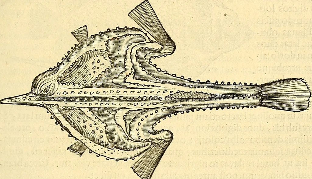 An illustration from Historia naturalis Brasiliae : auspicio et beneficio illustriss. I. Mauriti Com. Nassau illius provinciae et maris summi praefecti adornata : in qua non tantum plantae et animalia, sed et indigenarum morbi, ingenia et mores describuntur et iconibus supra quingentas illustrantur, 1648, leaf 292
