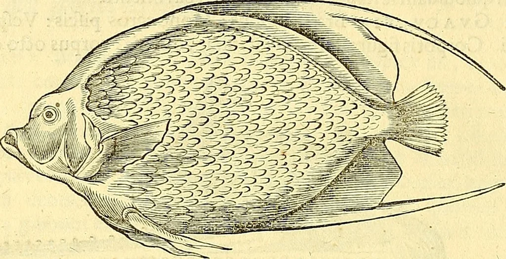 An illustration from Historia naturalis Brasiliae : auspicio et beneficio illustriss. I. Mauriti Com. Nassau illius provinciae et maris summi praefecti adornata : in qua non tantum plantae et animalia, sed et indigenarum morbi, ingenia et mores describuntur et iconibus supra quingentas illustrantur, 1648, leaf 293
