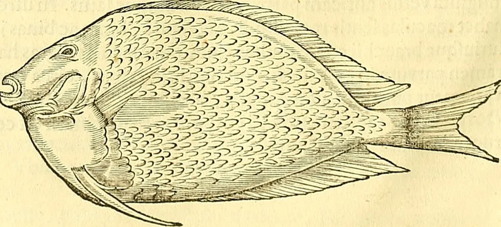An illustration from Historia naturalis Brasiliae : auspicio et beneficio illustriss. I. Mauriti Com. Nassau illius provinciae et maris summi praefecti adornata : in qua non tantum plantae et animalia, sed et indigenarum morbi, ingenia et mores describuntur et iconibus supra quingentas illustrantur, 1648, leaf 293