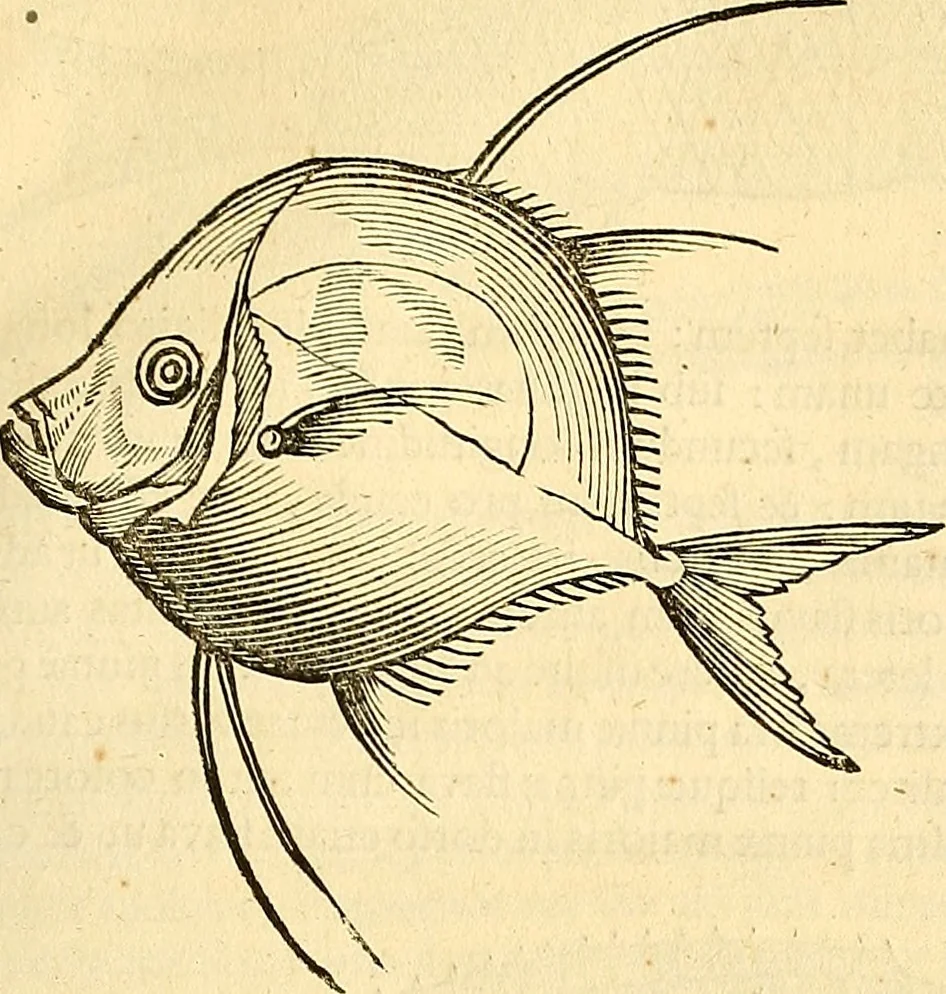An illustration from Historia naturalis Brasiliae : auspicio et beneficio illustriss. I. Mauriti Com. Nassau illius provinciae et maris summi praefecti adornata : in qua non tantum plantae et animalia, sed et indigenarum morbi, ingenia et mores describuntur et iconibus supra quingentas illustrantur, 1648, leaf 294
