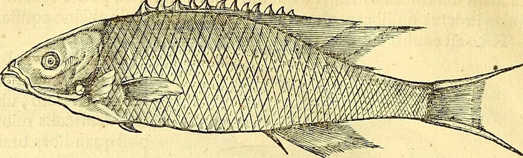 An illustration from Historia naturalis Brasiliae : auspicio et beneficio illustriss. I. Mauriti Com. Nassau illius provinciae et maris summi praefecti adornata : in qua non tantum plantae et animalia, sed et indigenarum morbi, ingenia et mores describuntur et iconibus supra quingentas illustrantur, 1648, leaf 295