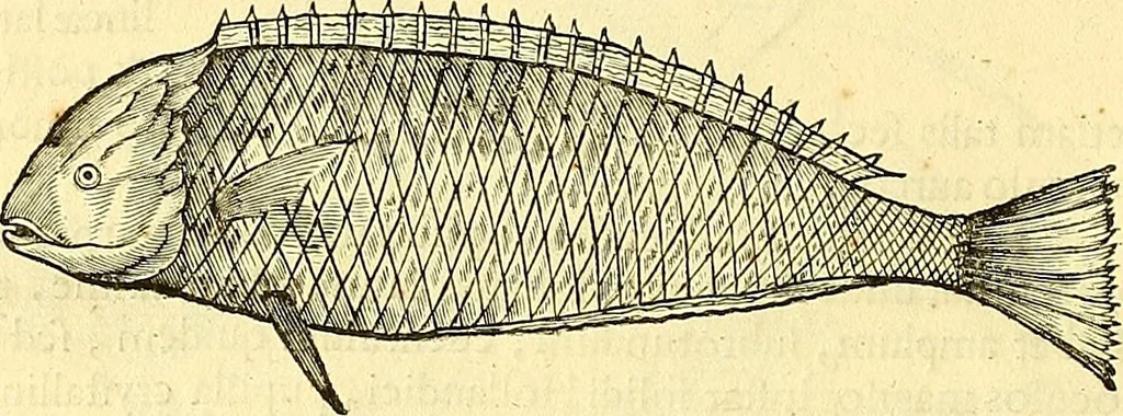 An illustration from Historia naturalis Brasiliae : auspicio et beneficio illustriss. I. Mauriti Com. Nassau illius provinciae et maris summi praefecti adornata : in qua non tantum plantae et animalia, sed et indigenarum morbi, ingenia et mores describuntur et iconibus supra quingentas illustrantur, 1648, leaf 295