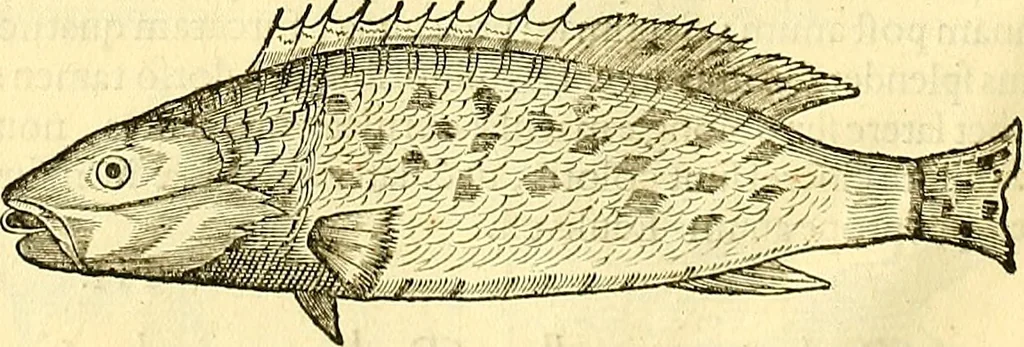 An illustration from Historia naturalis Brasiliae : auspicio et beneficio illustriss. I. Mauriti Com. Nassau illius provinciae et maris summi praefecti adornata : in qua non tantum plantae et animalia, sed et indigenarum morbi, ingenia et mores describuntur et iconibus supra quingentas illustrantur, 1648, leaf 295