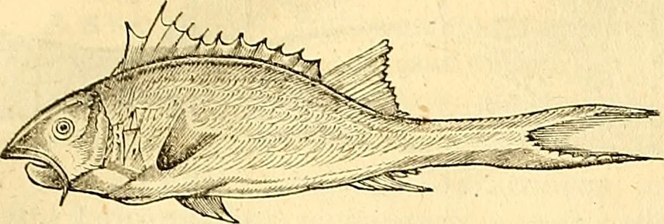 An illustration from Historia naturalis Brasiliae : auspicio et beneficio illustriss. I. Mauriti Com. Nassau illius provinciae et maris summi praefecti adornata : in qua non tantum plantae et animalia, sed et indigenarum morbi, ingenia et mores describuntur et iconibus supra quingentas illustrantur, 1648, leaf 296