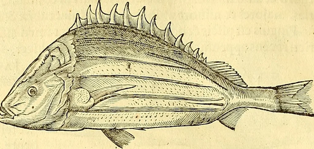 An illustration from Historia naturalis Brasiliae : auspicio et beneficio illustriss. I. Mauriti Com. Nassau illius provinciae et maris summi praefecti adornata : in qua non tantum plantae et animalia, sed et indigenarum morbi, ingenia et mores describuntur et iconibus supra quingentas illustrantur, 1648, leaf 297