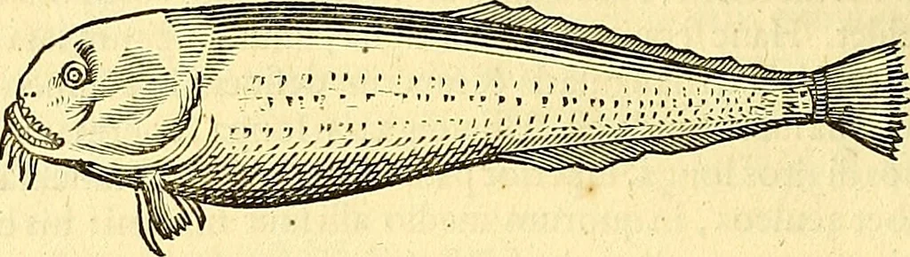 An illustration from Historia naturalis Brasiliae : auspicio et beneficio illustriss. I. Mauriti Com. Nassau illius provinciae et maris summi praefecti adornata : in qua non tantum plantae et animalia, sed et indigenarum morbi, ingenia et mores describuntur et iconibus supra quingentas illustrantur, 1648, leaf 297