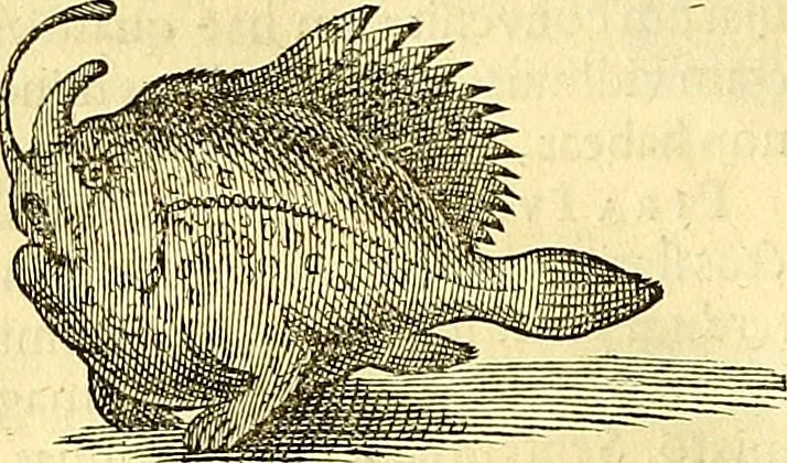 An illustration from Historia naturalis Brasiliae : auspicio et beneficio illustriss. I. Mauriti Com. Nassau illius provinciae et maris summi praefecti adornata : in qua non tantum plantae et animalia, sed et indigenarum morbi, ingenia et mores describuntur et iconibus supra quingentas illustrantur, 1648, leaf 299