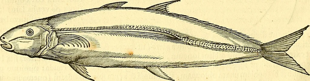 An illustration from Historia naturalis Brasiliae : auspicio et beneficio illustriss. I. Mauriti Com. Nassau illius provinciae et maris summi praefecti adornata : in qua non tantum plantae et animalia, sed et indigenarum morbi, ingenia et mores describuntur et iconibus supra quingentas illustrantur, 1648, leaf 299